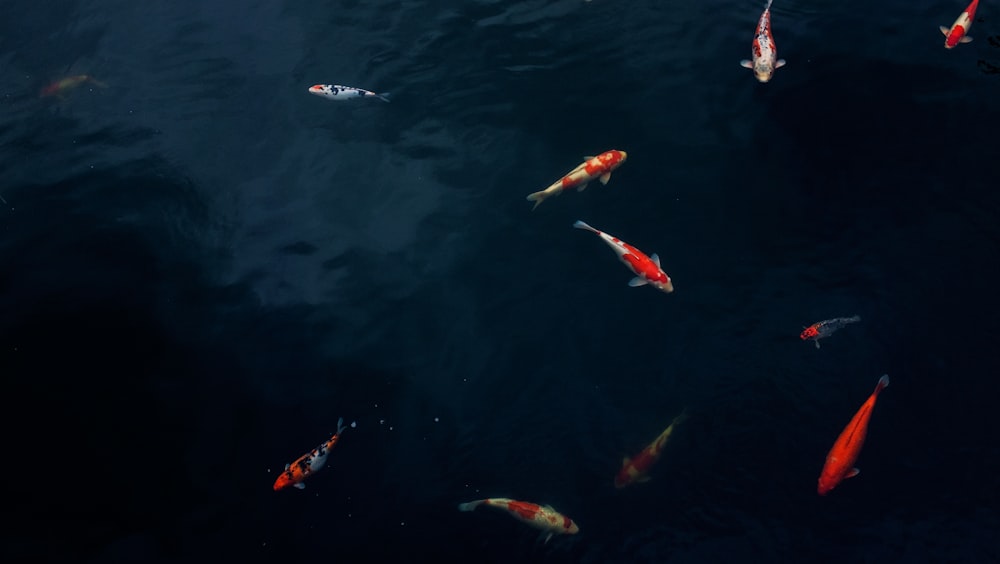 koi fishes