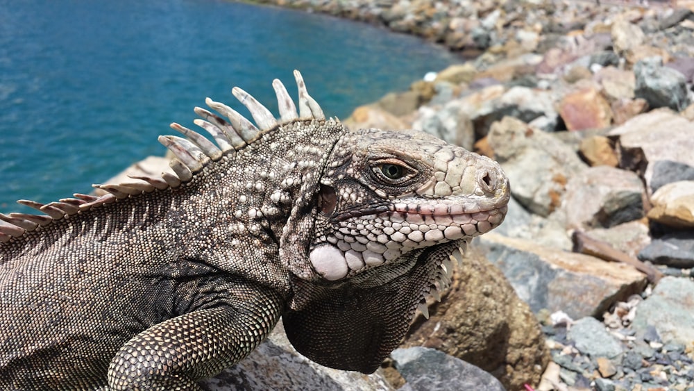 gray lizard