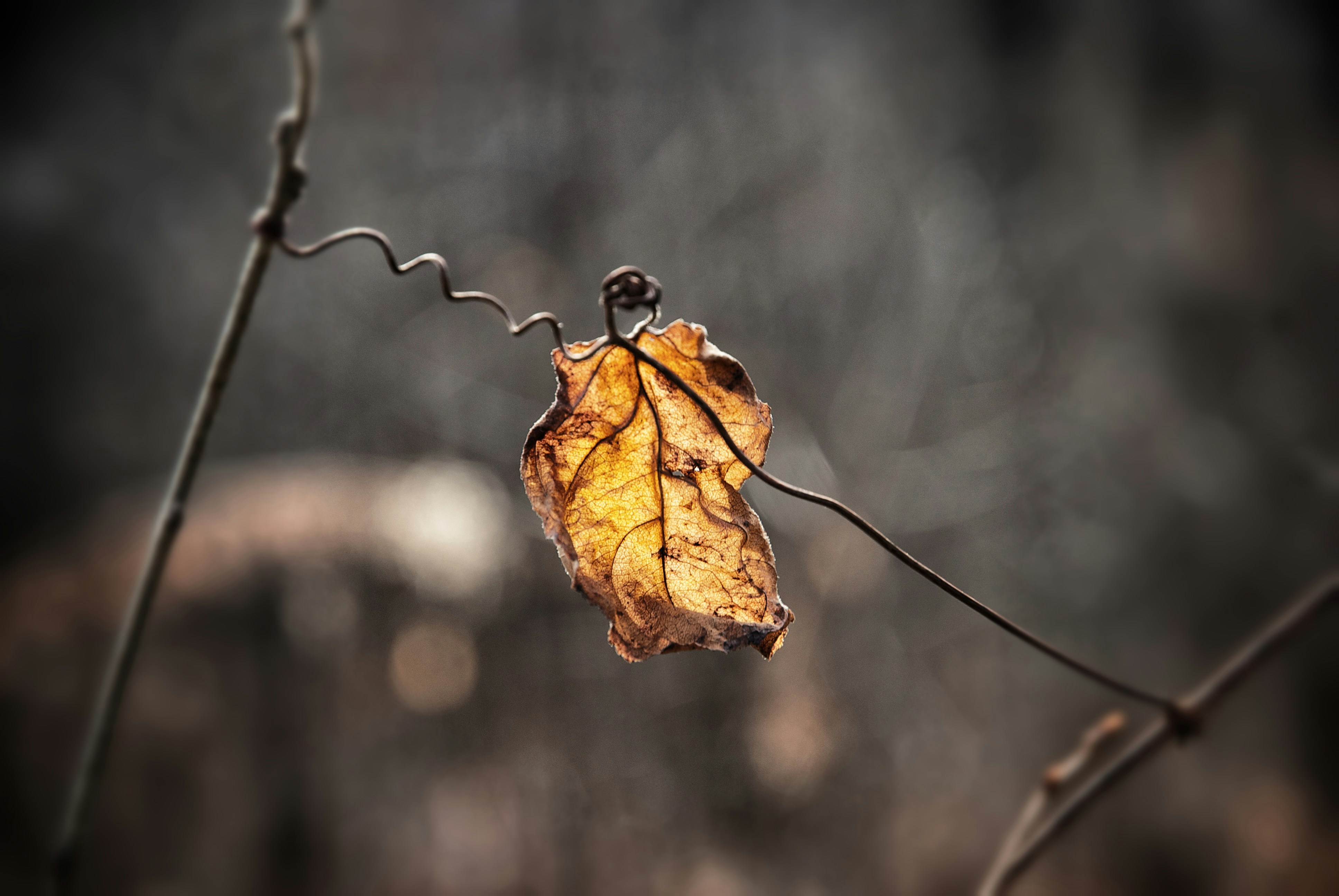 Photo By Dawn Armfield