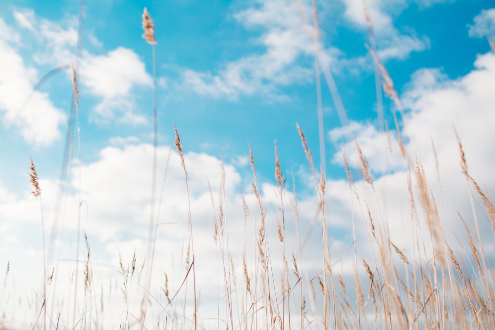 wheat field under clouds