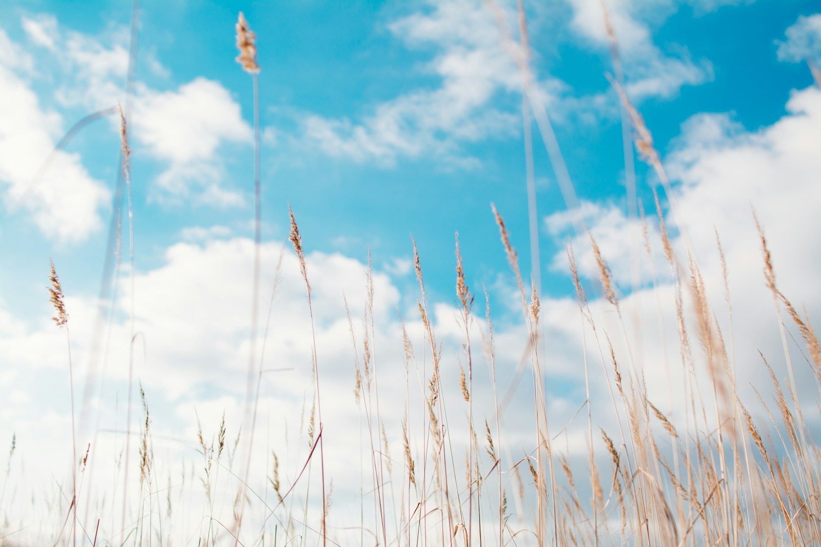 Nikon D5200 + AF-S DX Zoom-Nikkor 18-55mm f/3.5-5.6G ED sample photo. Wheat field under clouds photography