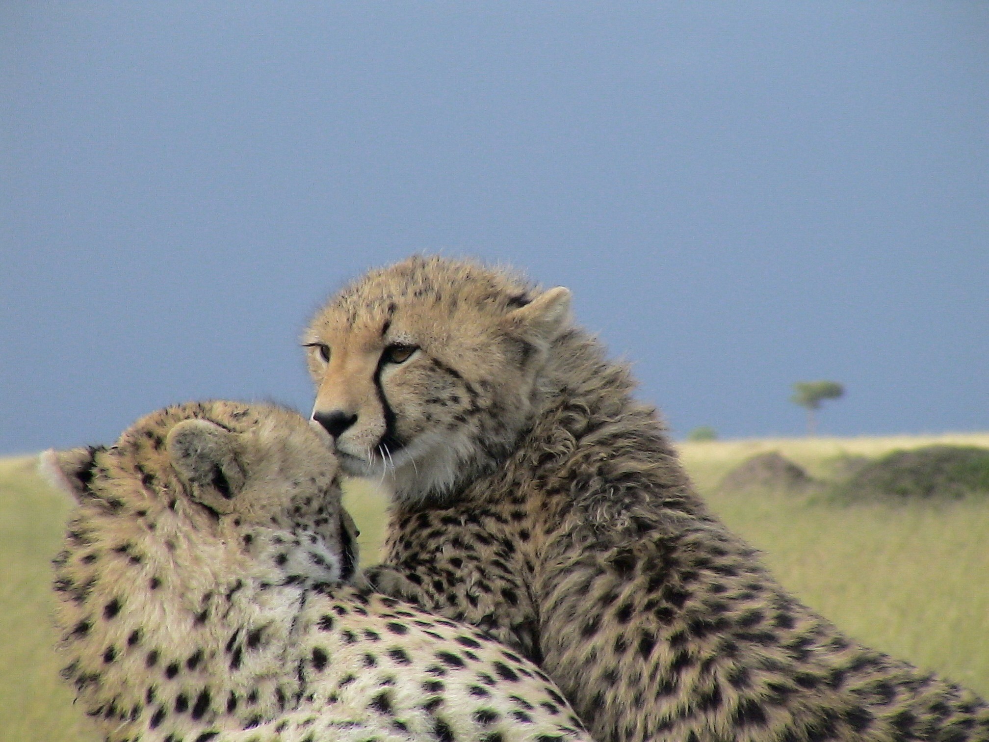 Free Unsplash photo from Ashley Pibworth