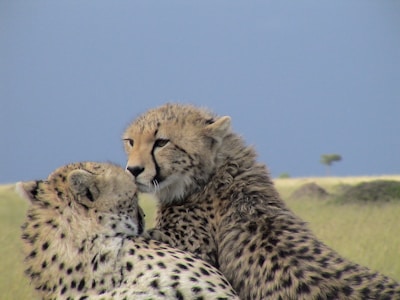 Two cheetahs resting closely together on a grassy savannah with a clear blue sky in the background. The cheetahs display a sense of companionship as they nuzzle or groom each other.