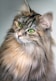 focus photography of long-fur brown cat