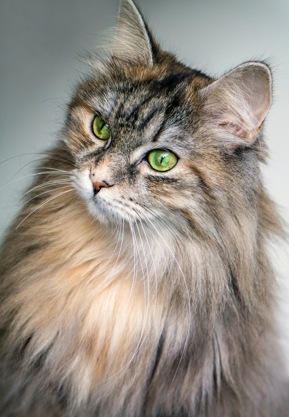 毛皮の長い茶色の猫のフォーカス写真