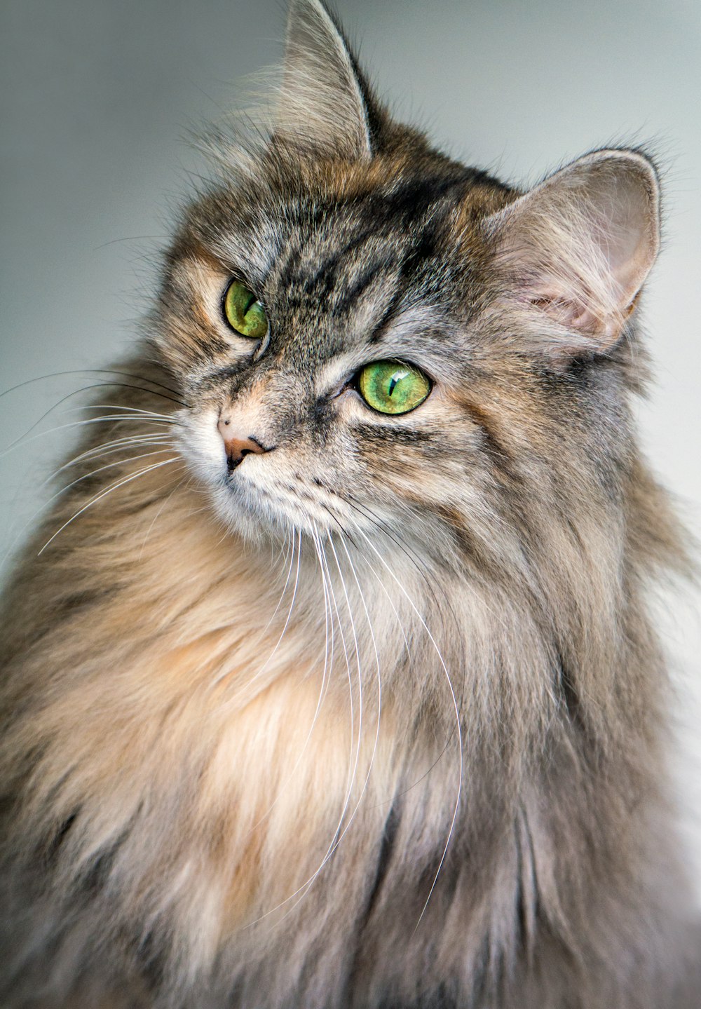 Photographie de mise au point d’un chat brun à longue fourrure