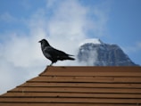 A black bird, possibly a raven, perches atop a brown, wooden roof with a snow-capped mountain peak in the background. The sky is partly cloudy with patches of blue.