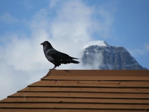 A black bird, possibly a raven, perches atop a brown, wooden roof with a snow-capped mountain peak in the background. The sky is partly cloudy with patches of blue.