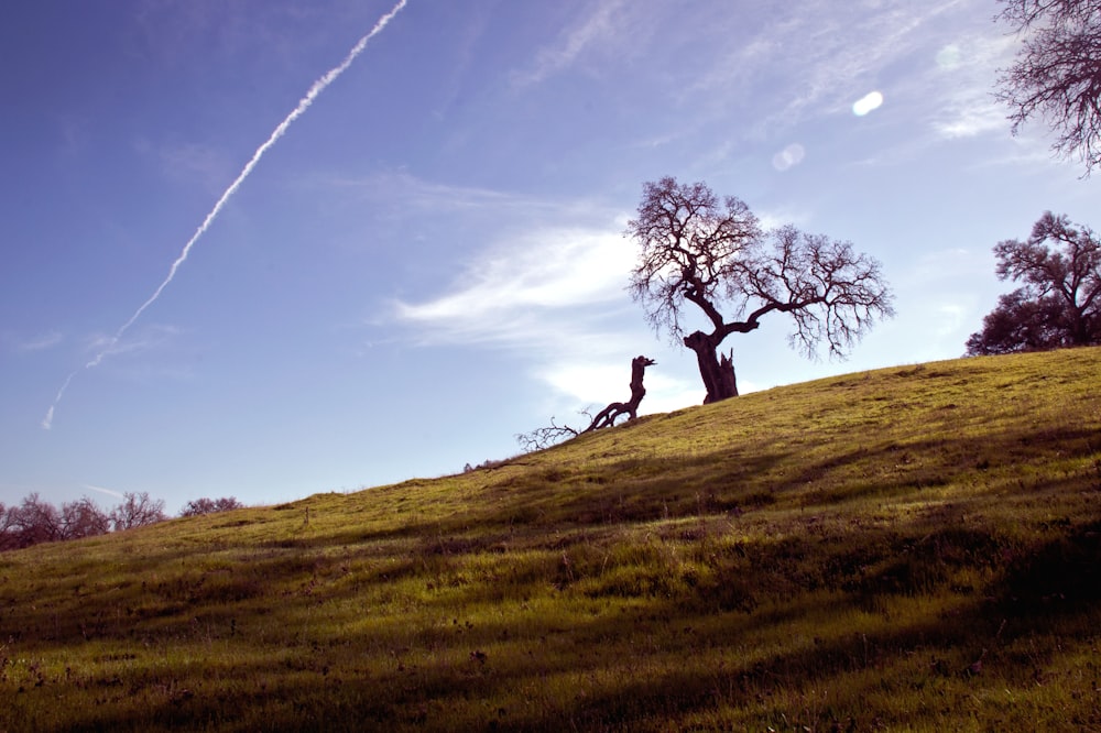 bare tree under white clouds