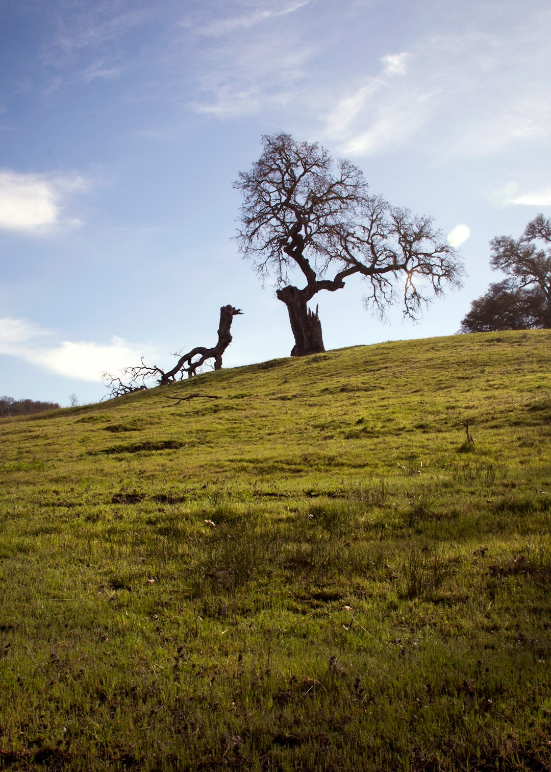 tree on hill