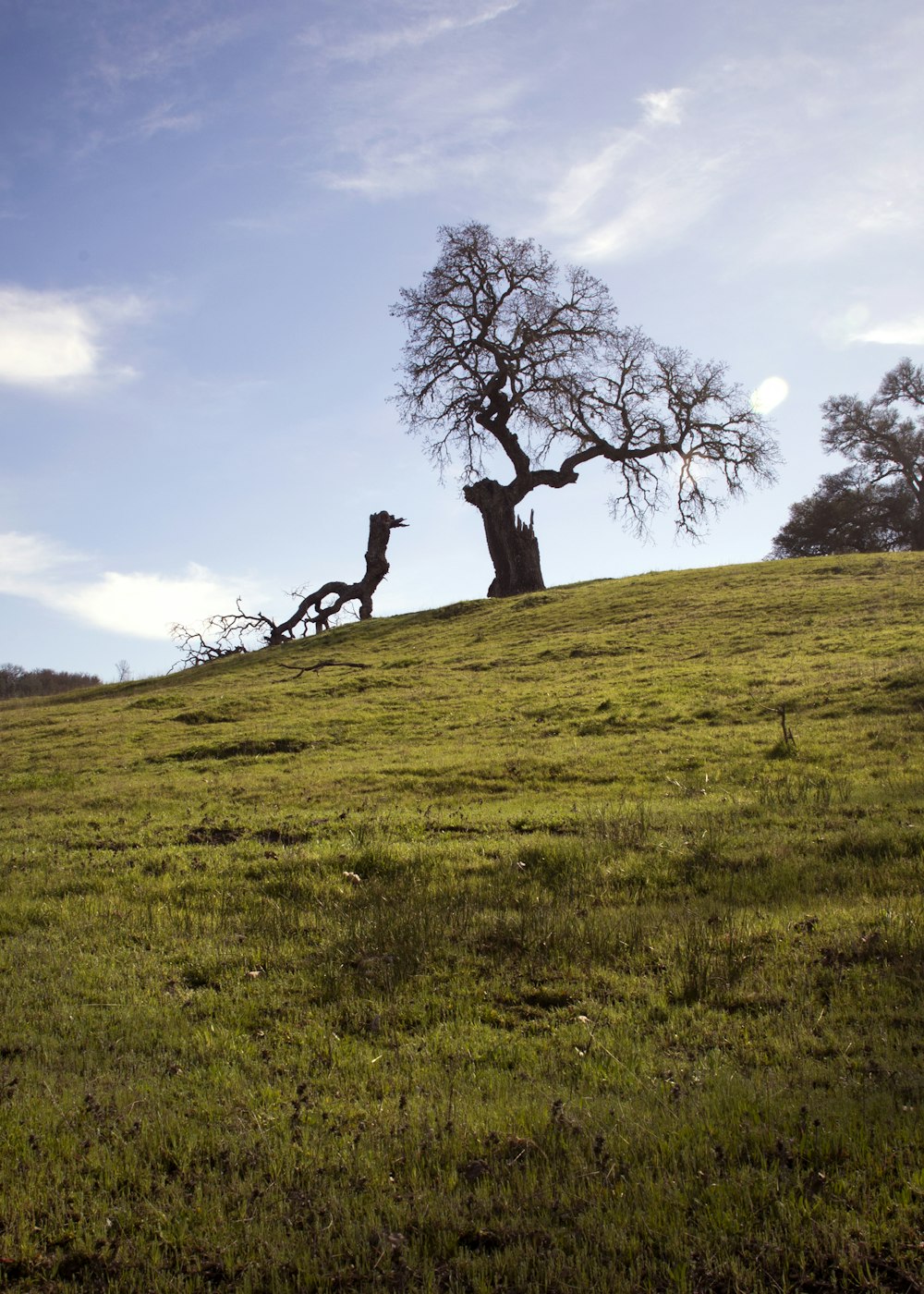 albero sulla collina