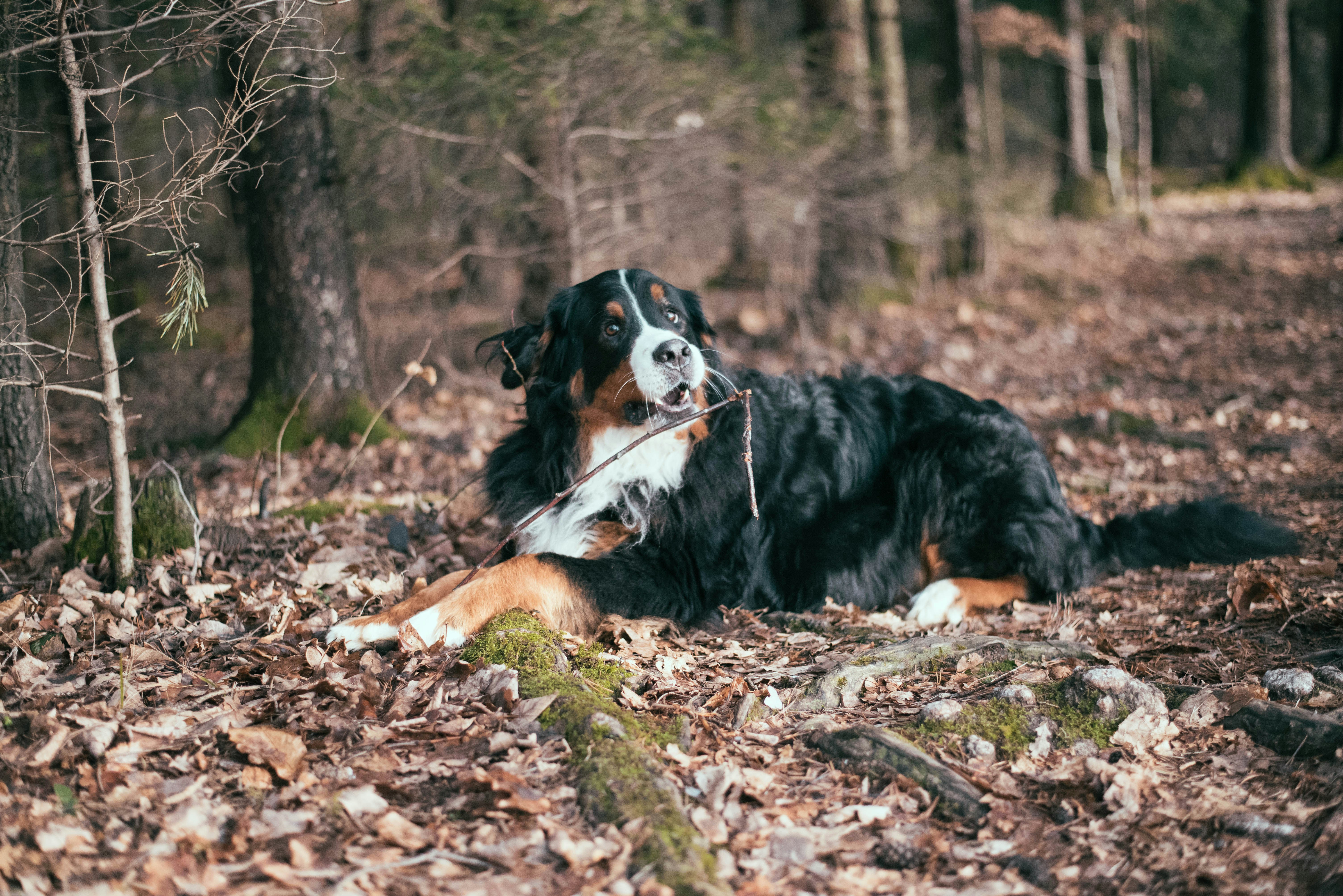 当耍猴遇上耍狗，中国手机江湖的两种生存哲学