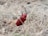 A red beetle is climbing through dry grass and twigs in a natural outdoor setting. Its shiny exoskeleton contrasts with the muted browns and greens of the surrounding vegetation.