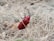 A red beetle is climbing through dry grass and twigs in a natural outdoor setting. Its shiny exoskeleton contrasts with the muted browns and greens of the surrounding vegetation.
