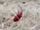 A red beetle is climbing through dry grass and twigs in a natural outdoor setting. Its shiny exoskeleton contrasts with the muted browns and greens of the surrounding vegetation.
