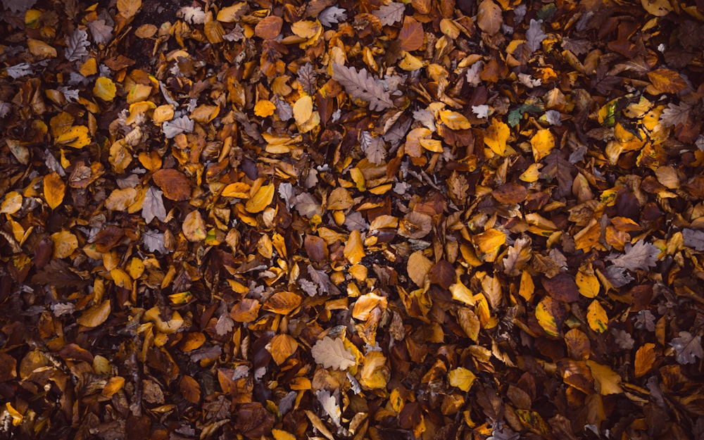 getrocknete Blätter auf dem Boden