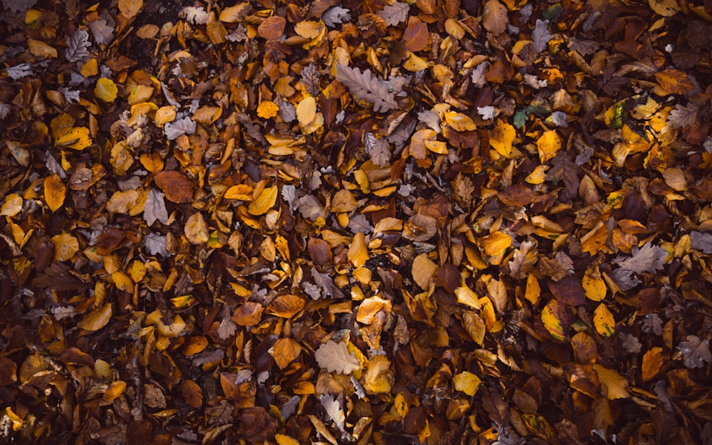 feuilles séchées sur le sol