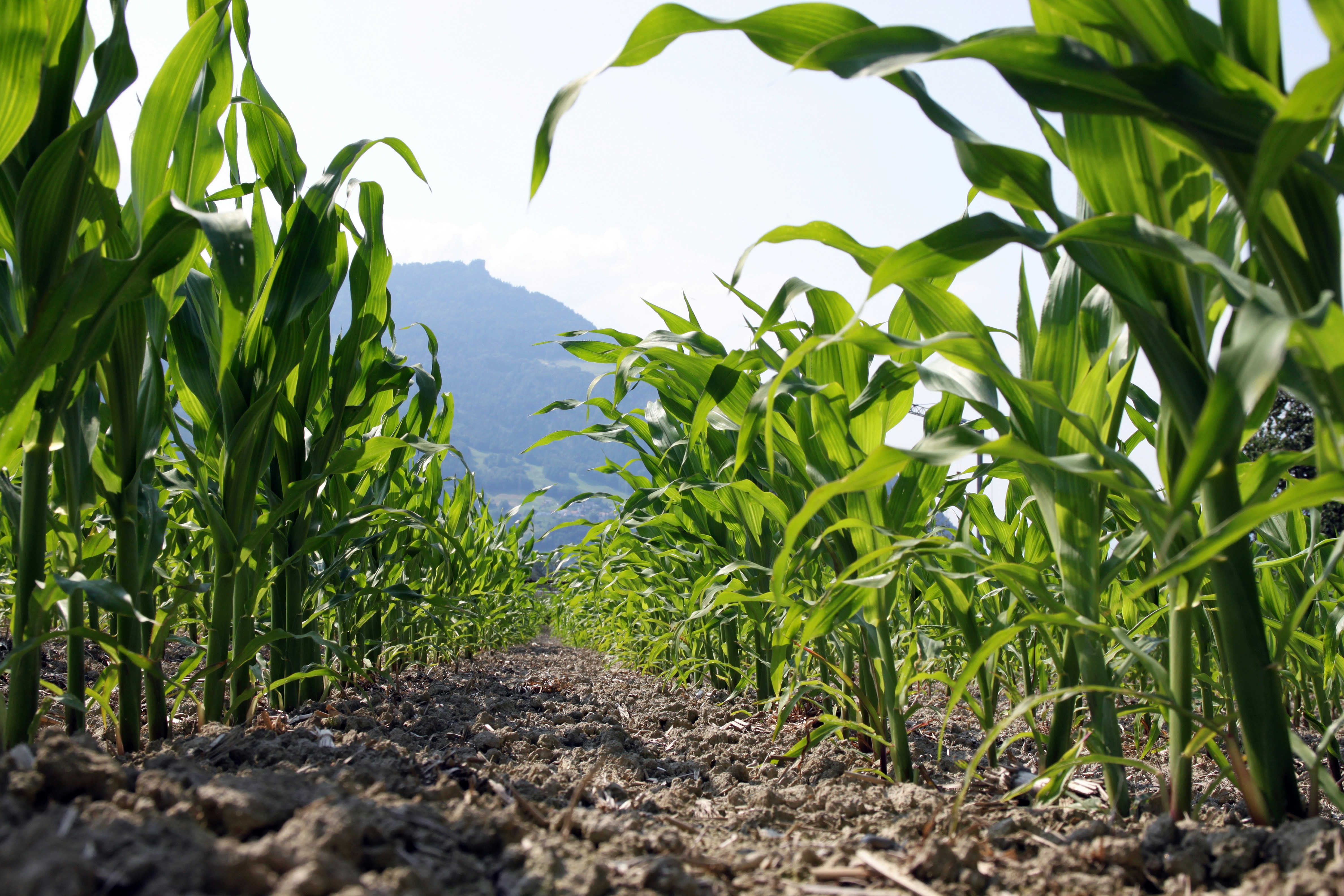 Free Unsplash photo from Marc Wieland