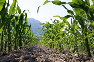 A vibrant cornfield stretches into the distance, bordered by rows of healthy green corn plants under a clear sky. The perspective from the ground level emphasizes the height of the plants and the neat rows of crops. In the background, a mountain range is visible, adding depth to the scene.