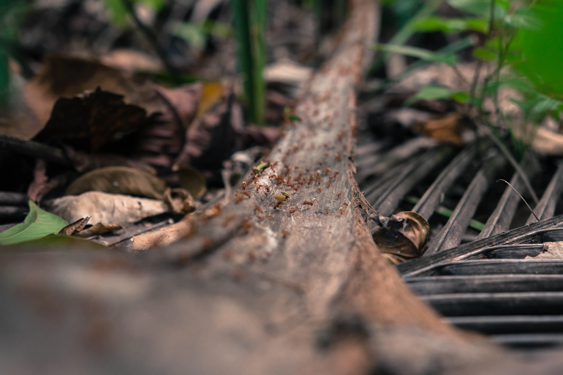 An artistic view of an ant trail zigzagging across a sunlit patch of rich soil with scattered autumn leaves.