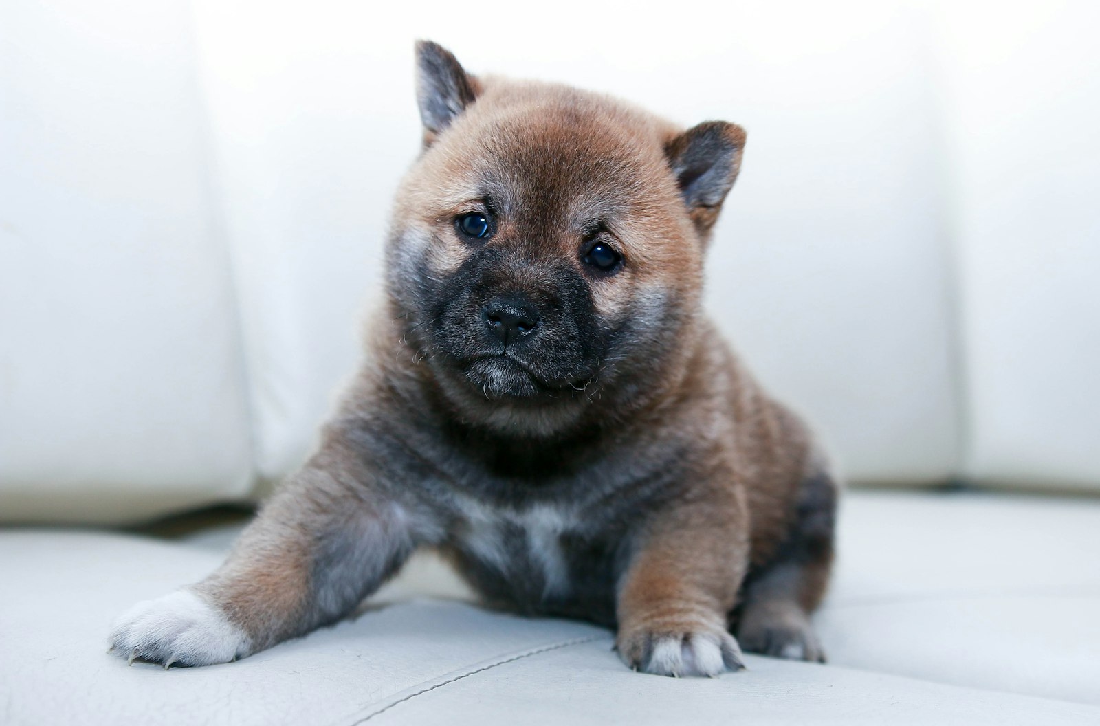 Canon EOS 70D + Sigma 18-35mm f/1.8 DC HSM sample photo. Brown puppy sitting on photography