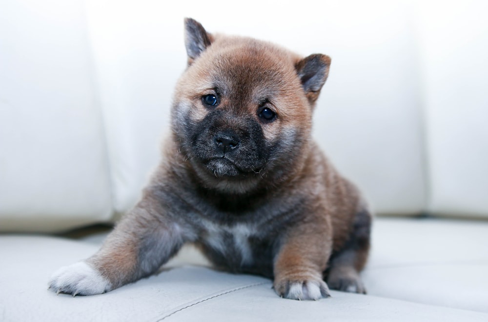 brown puppy sitting on sofa