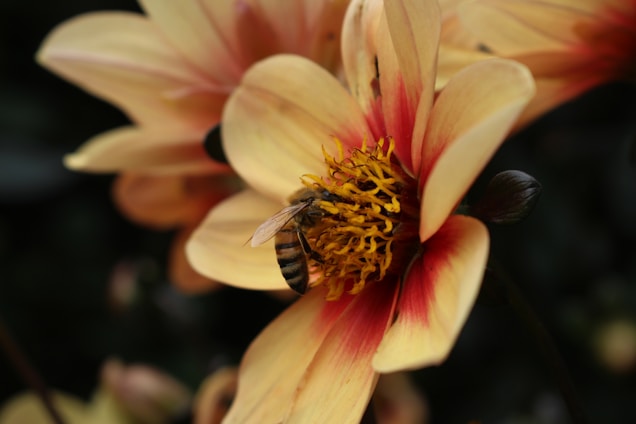 A close-up of a honeybee collecting nectar from a vibrant flower, symbolizing the gathering of valuable information.