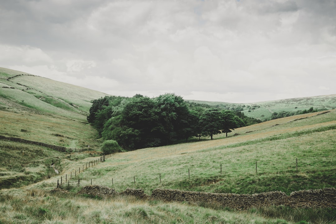 tree on hill