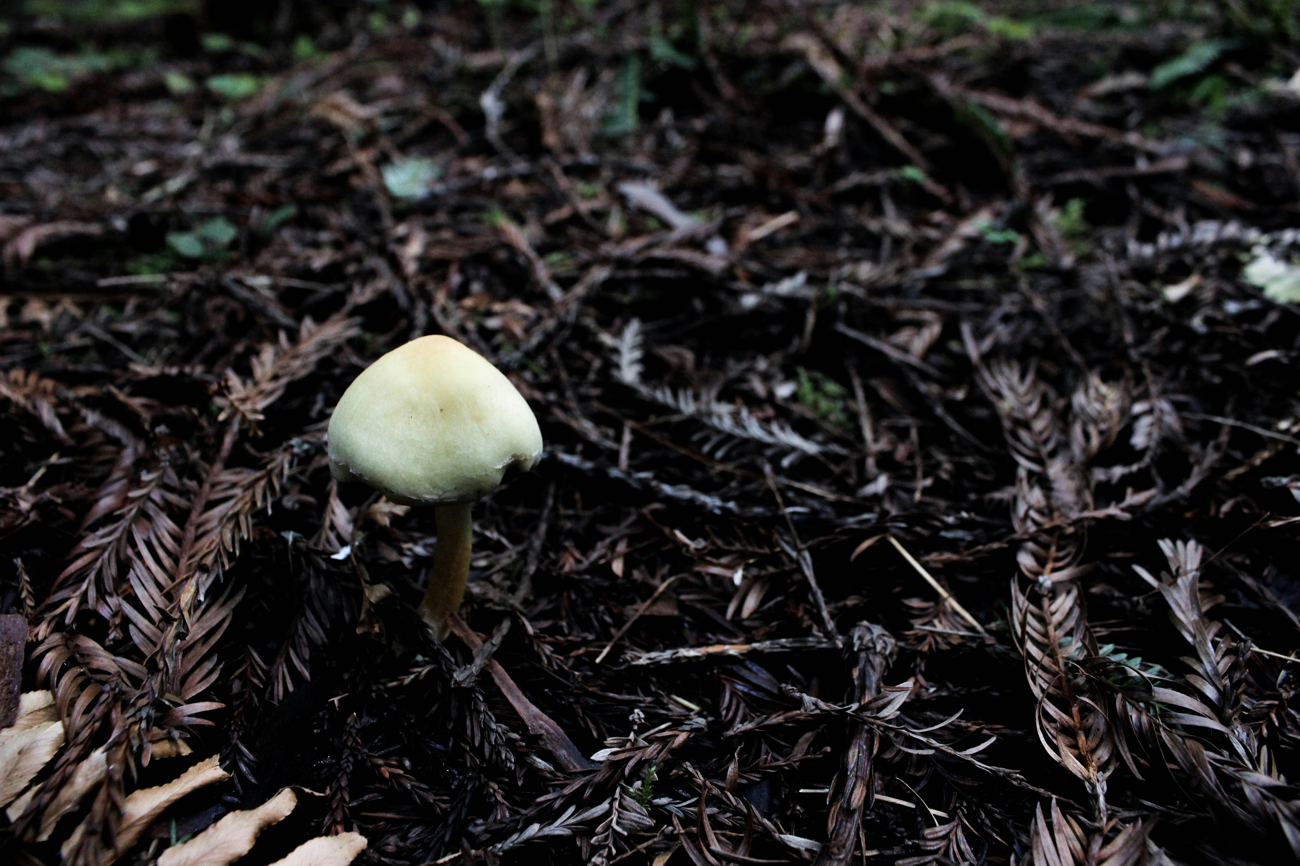 Free Unsplash photo from Ryan Lindsay