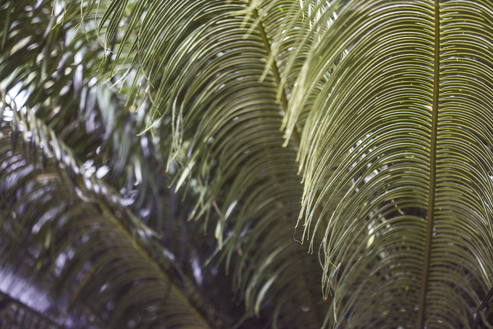 green palm tree during daytime