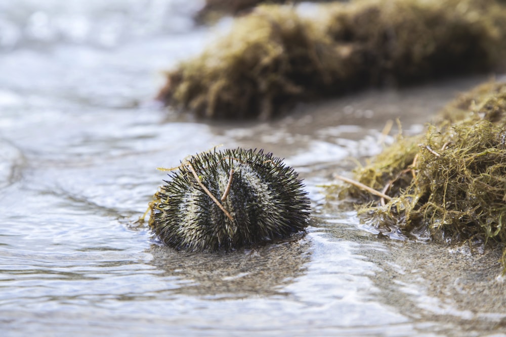 brown and black round ornament on water