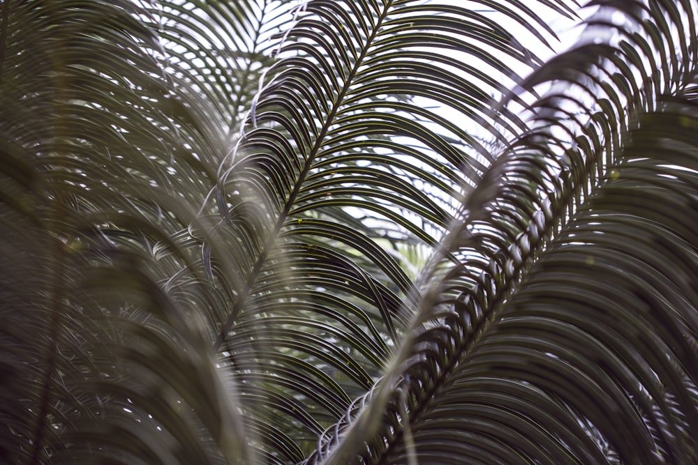 green palm tree during daytime