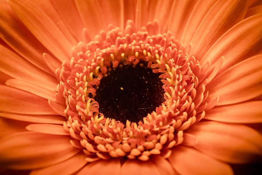 オレンジ色の花びらの浅い焦点撮影