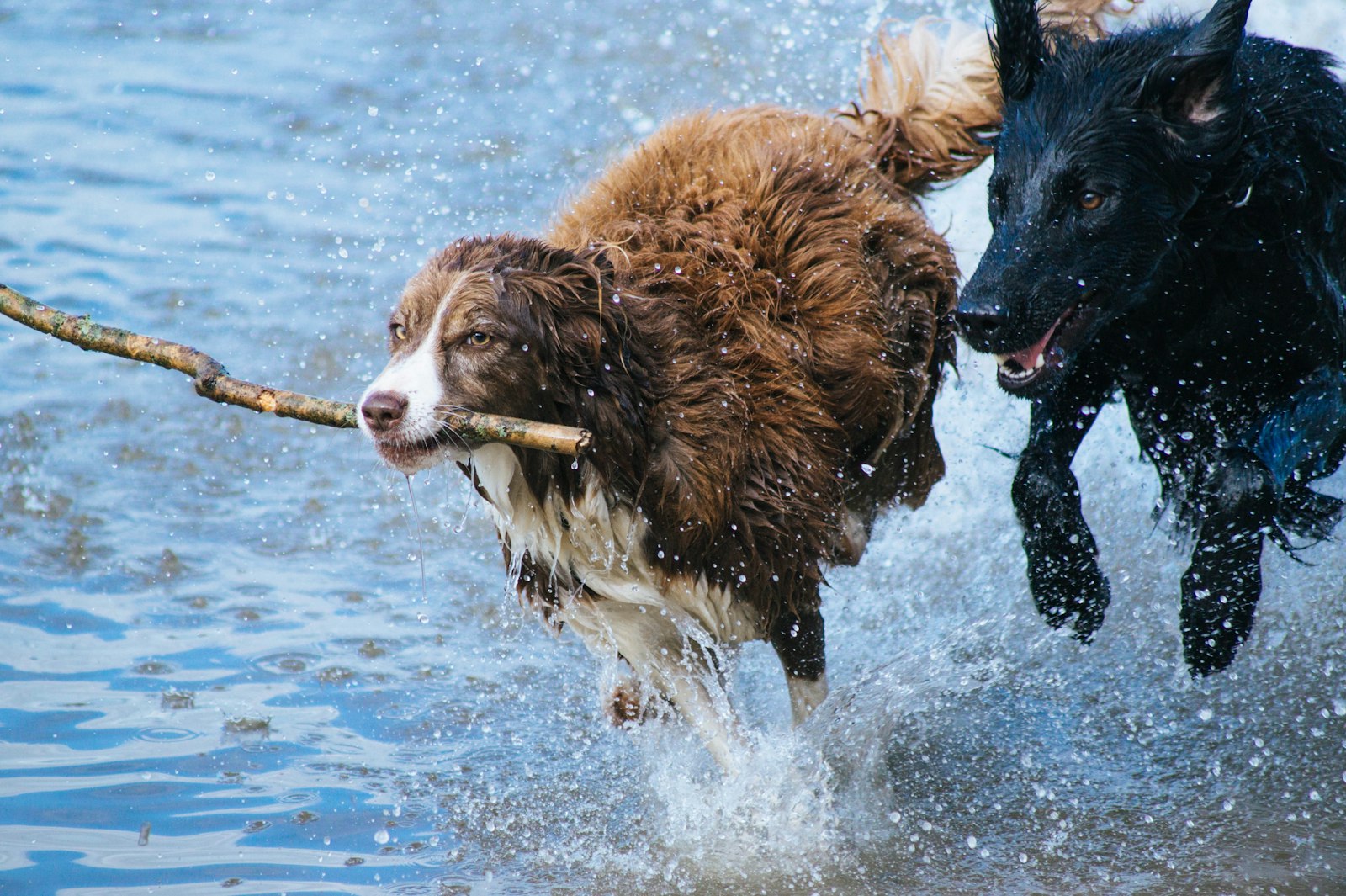 Sony 75-300mm F4.5-5.6 sample photo. Brown dog with stick photography