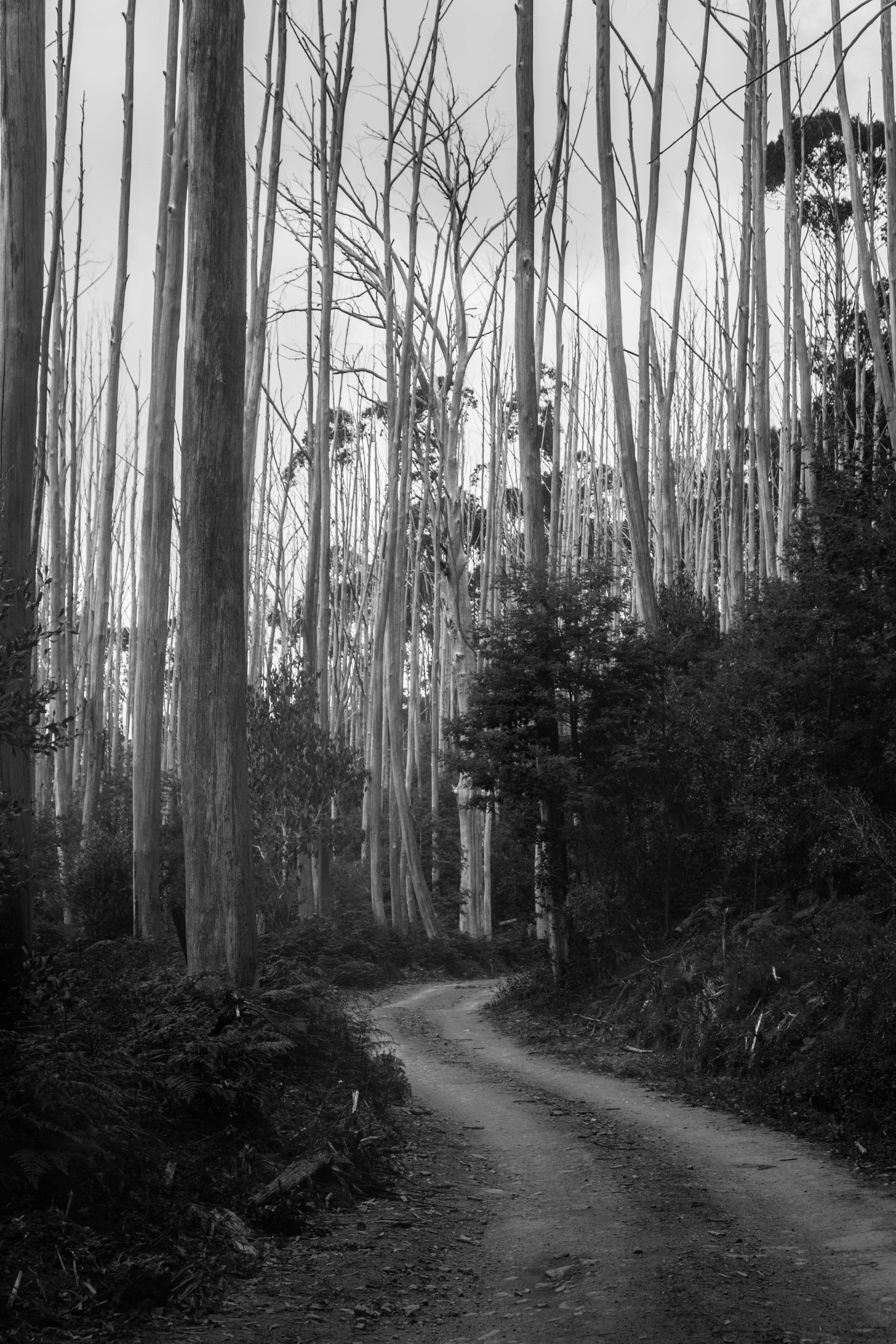 Free Unsplash photo from Josh Bouzanquet