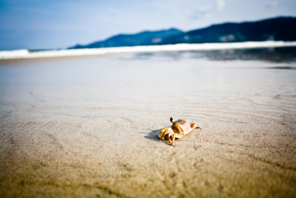 brown crab on beach during daytime