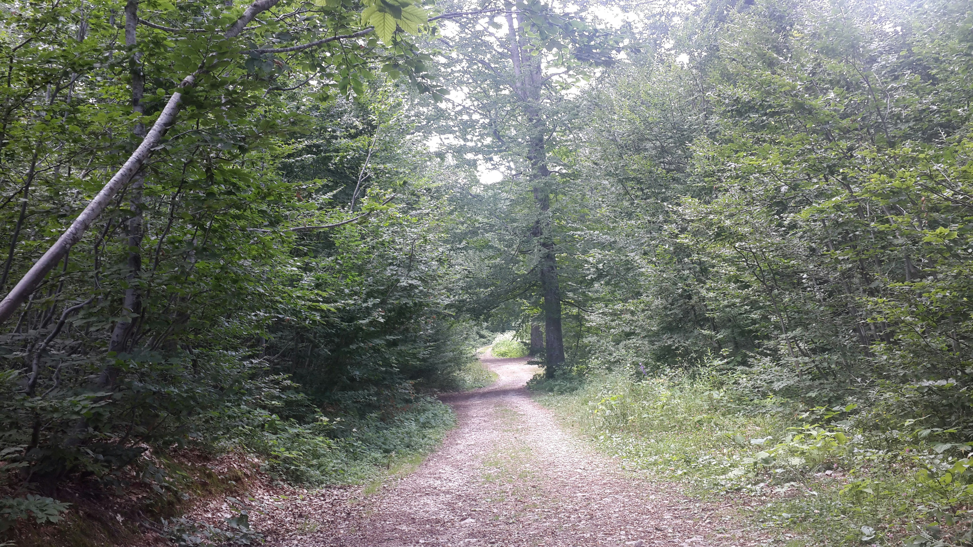 Free Unsplash photo from NAZIM AVCI