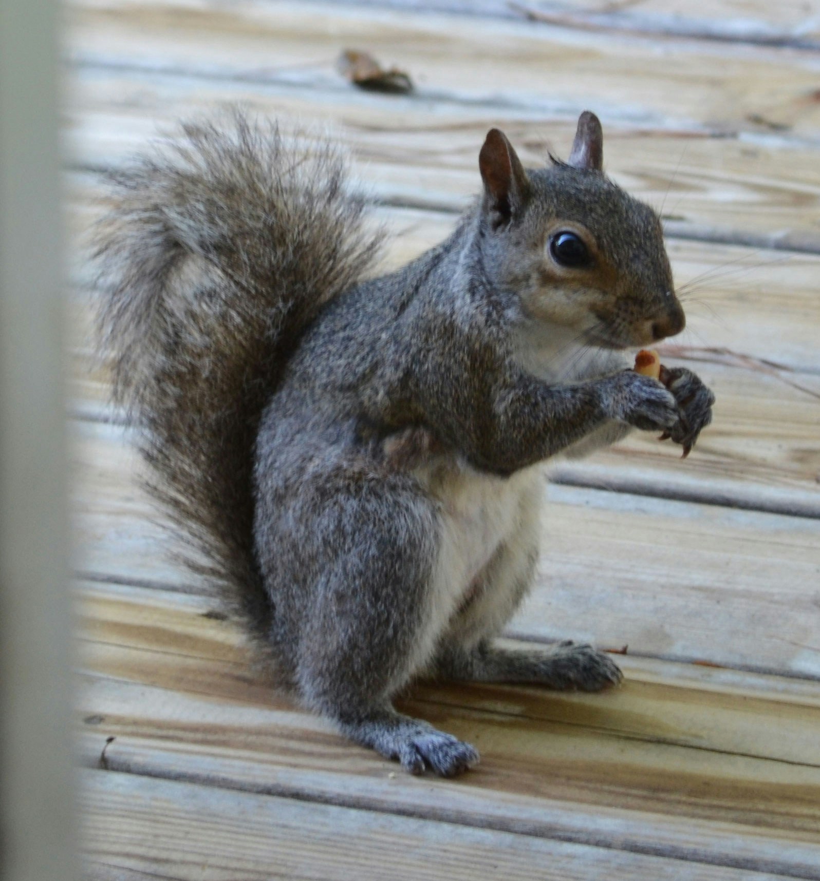 Free Unsplash photo from David Phillips