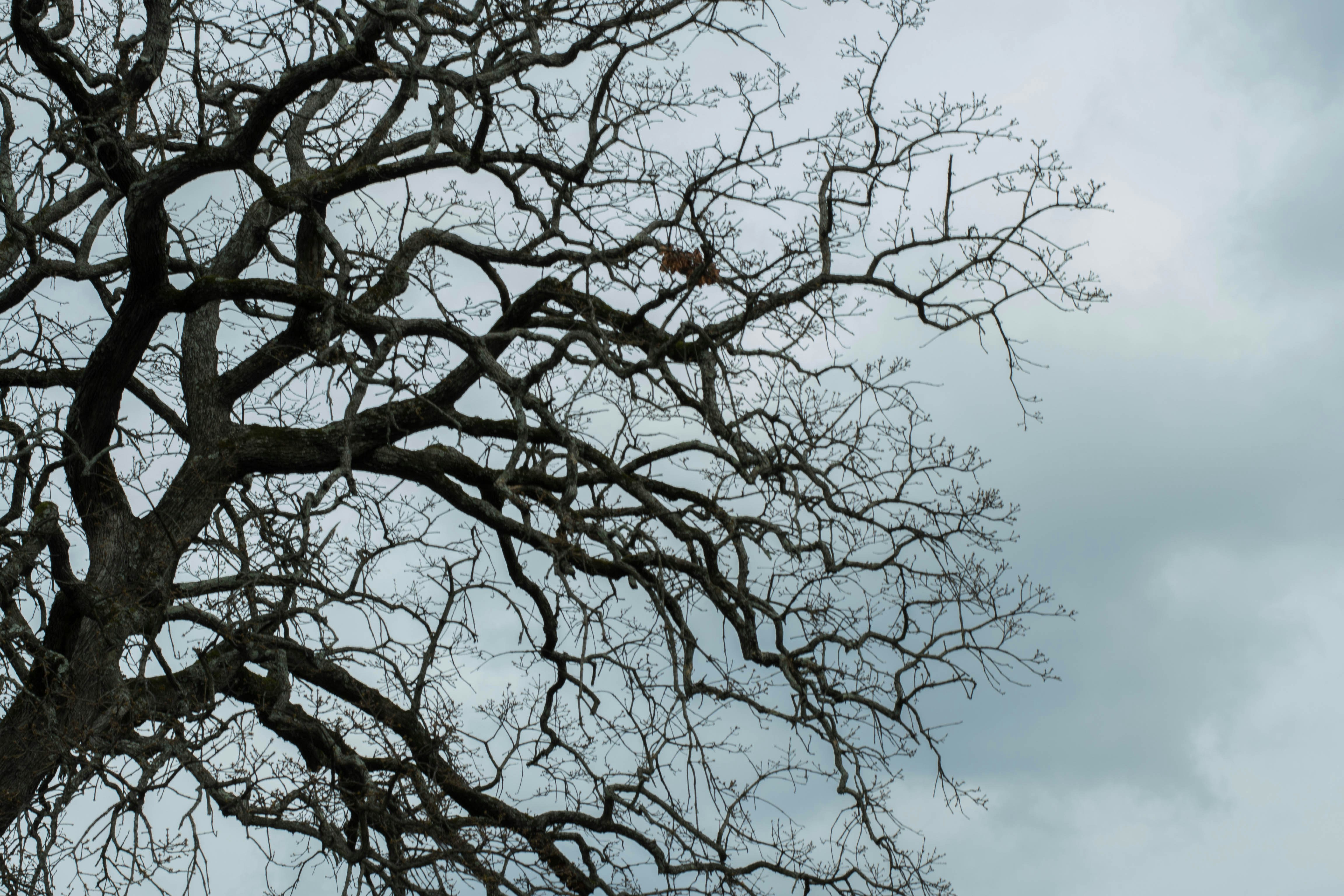 Free Unsplash photo from Sydney Hardiman