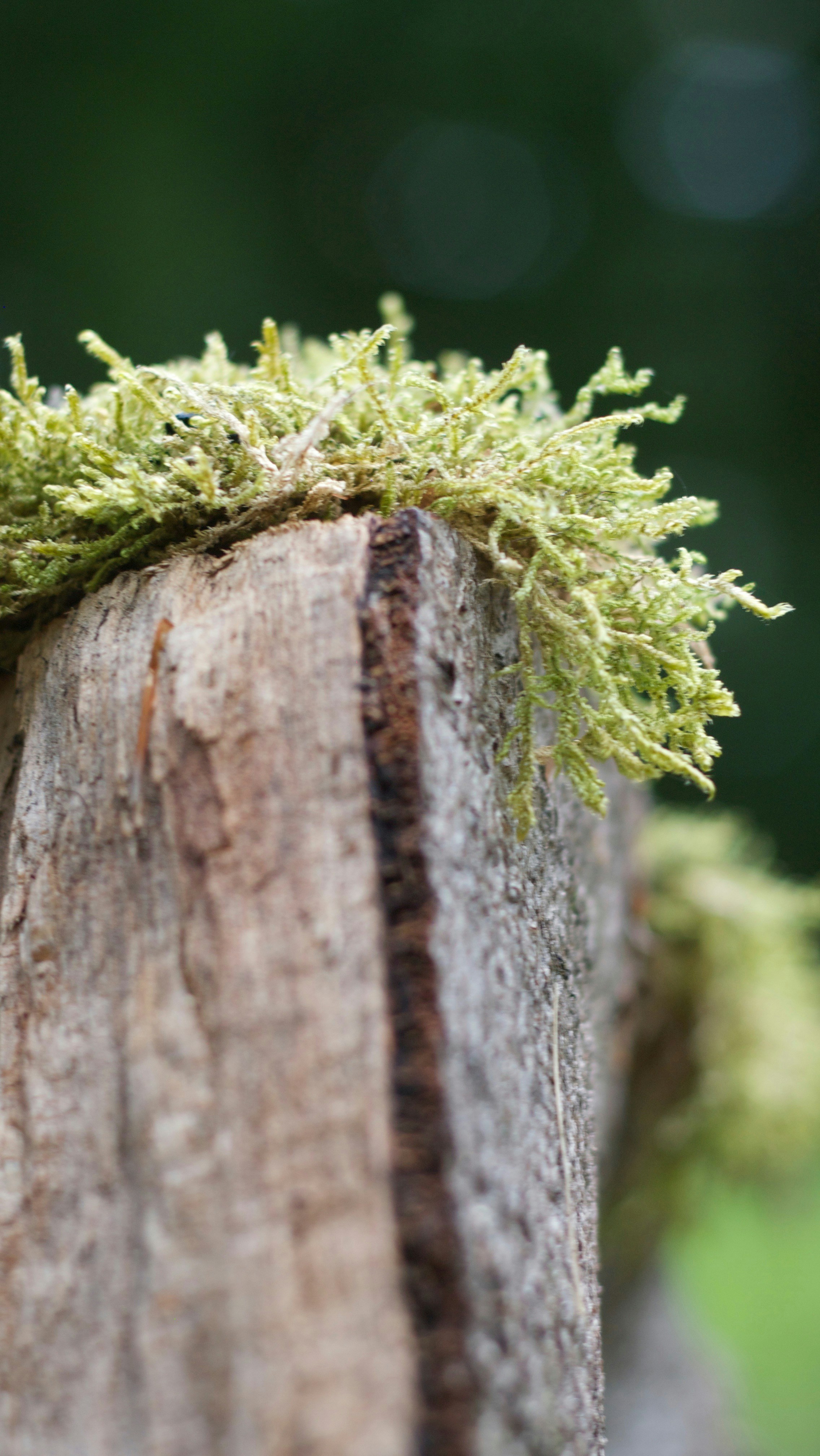 Free Unsplash photo from Maximilien Regout