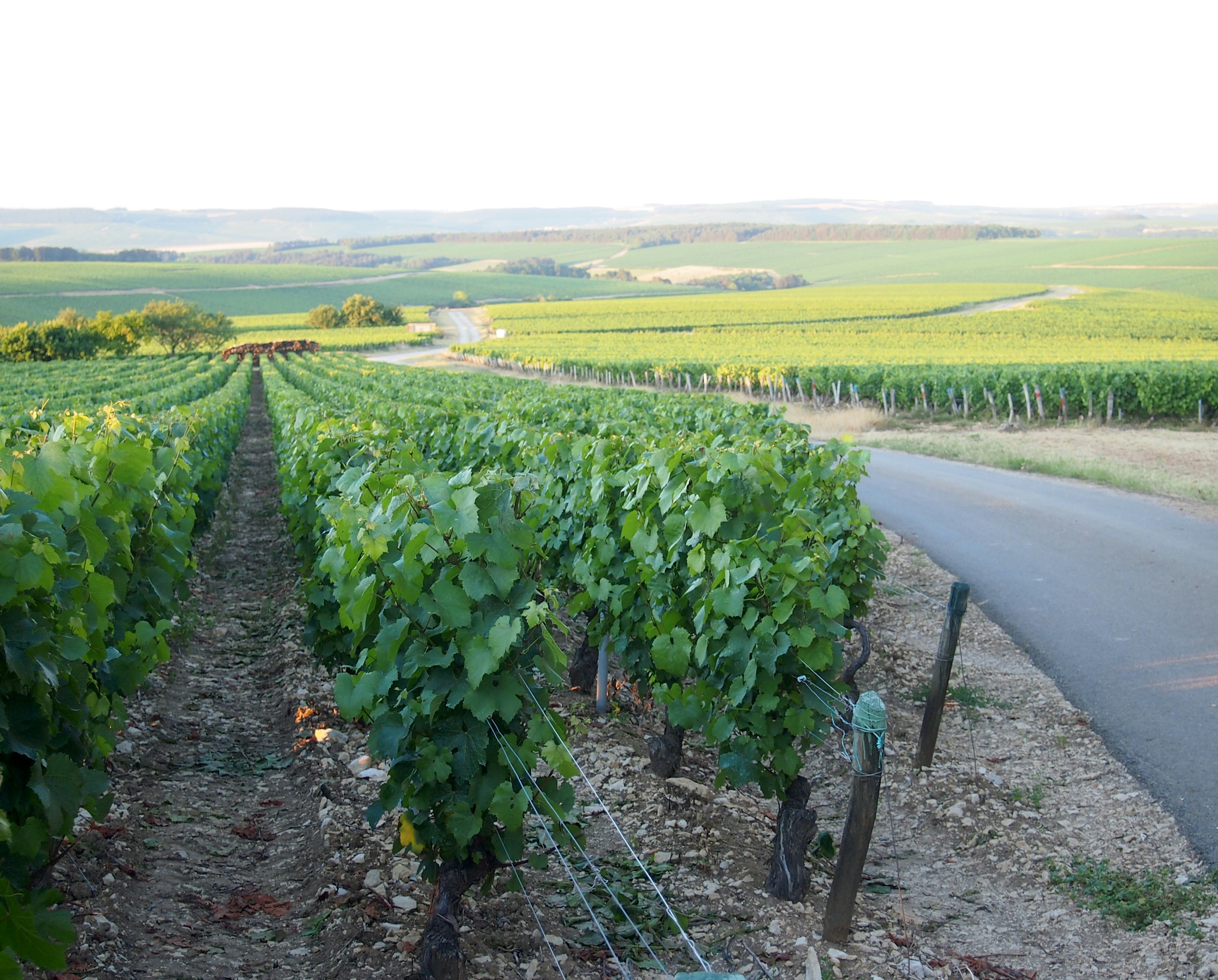 Free Unsplash photo from Maximilien Regout