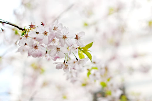 A delicate cherry blossom branch softly illuminated by morning light against a pale blush background.