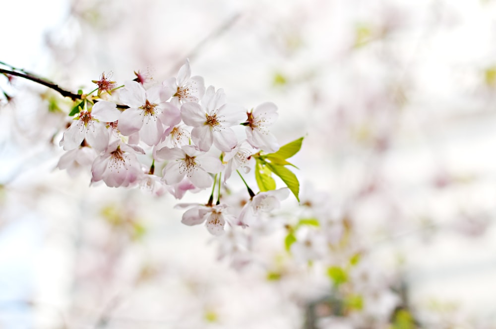 white-and-pink tree flowers macro shot