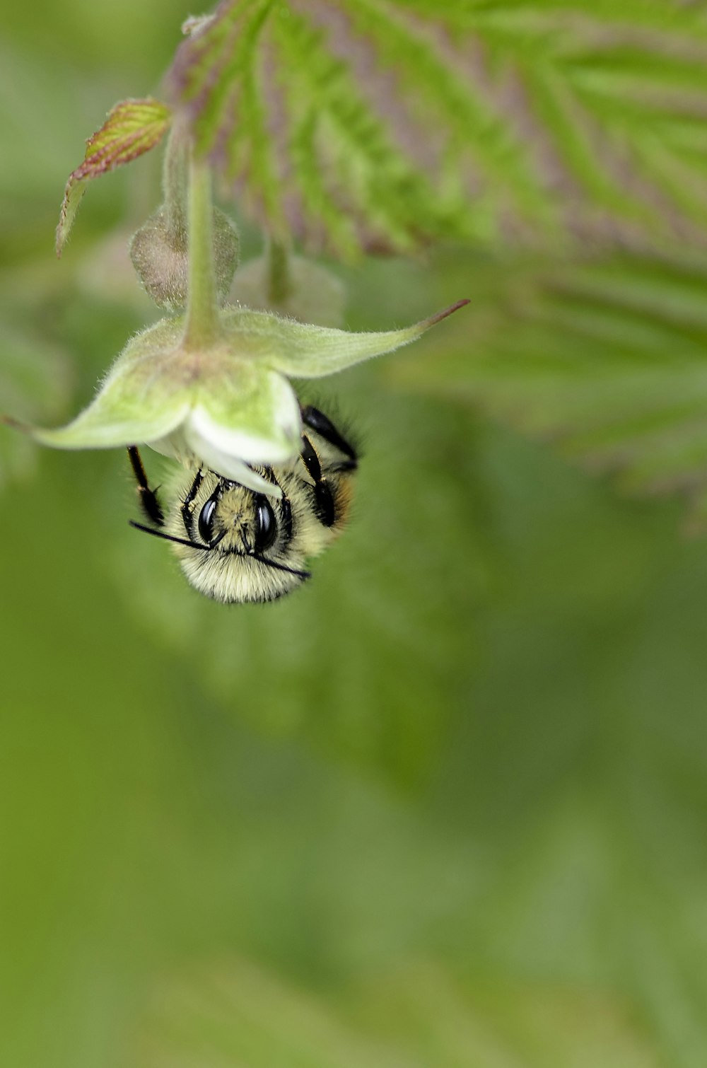 tilt shift lens photo of bee on flower