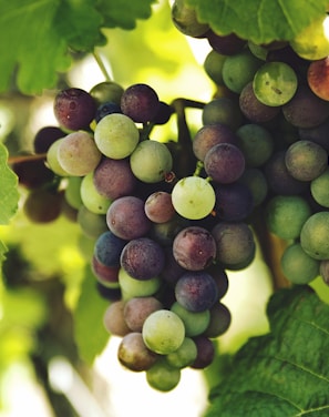 grapes on trunk photography