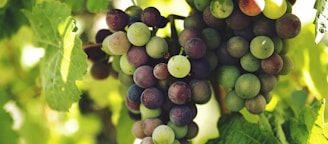 grapes on trunk photography