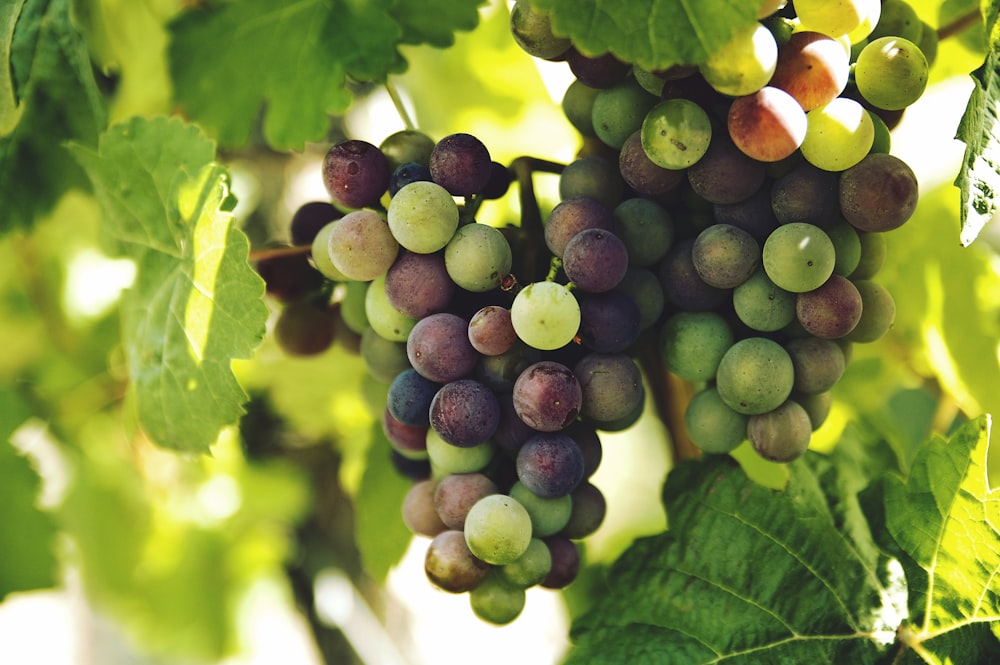 Uvas en la fotografía del tronco