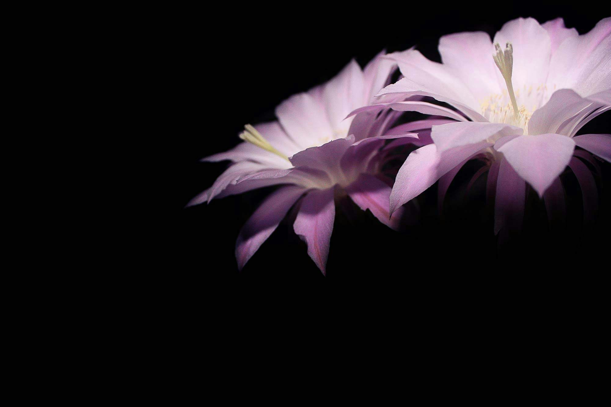 Night blooming cactus with multiple pink blossoms