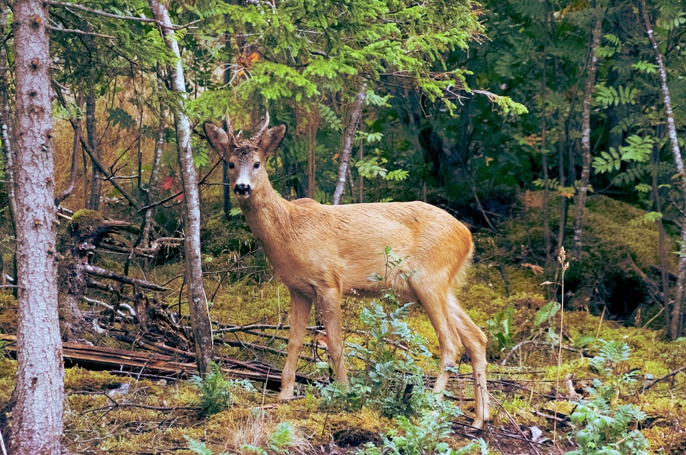 brown deer standing near trees during daytime