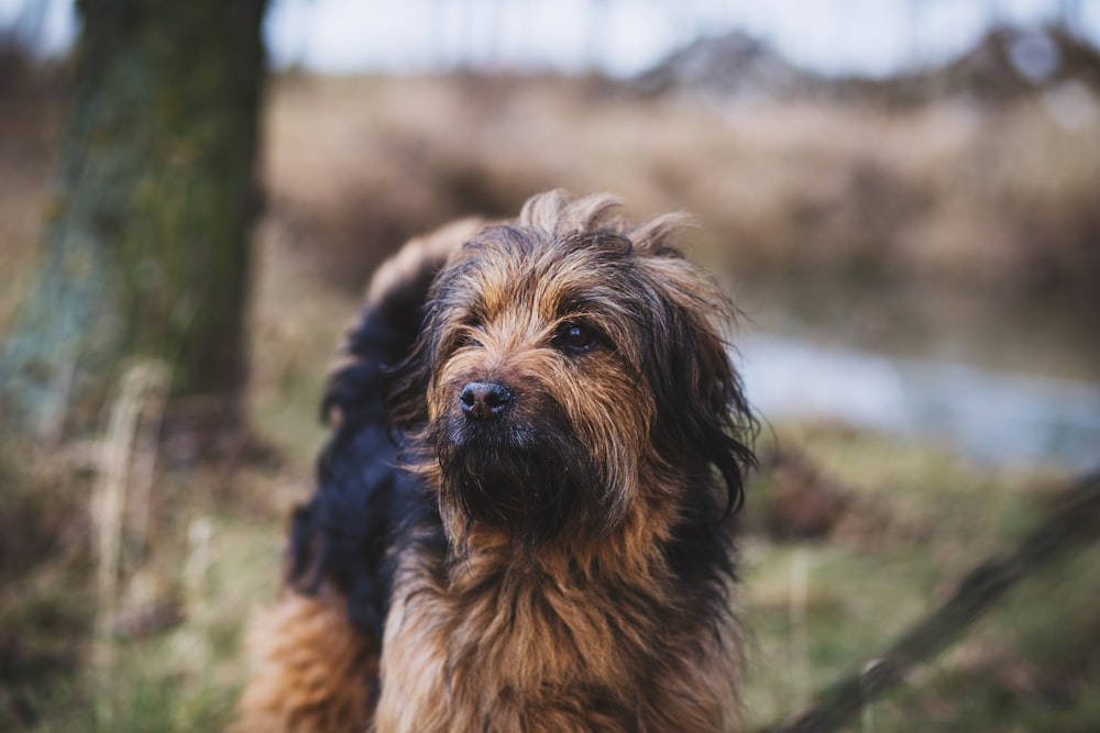 erwachsene braune und schwarze Shih-tzu